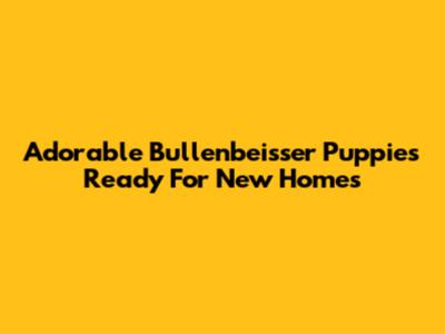 Adorable Bullenbeisser Puppies Ready For New Homes