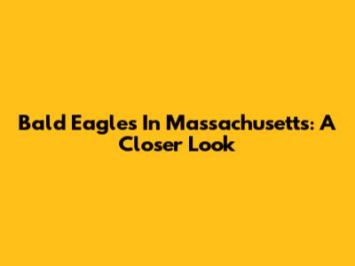 Bald Eagles In Massachusetts: A Closer Look