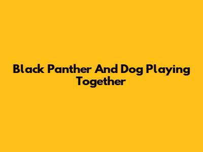 Black Panther And Dog Playing Together