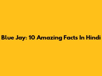 Blue Jay: 10 Amazing Facts In Hindi