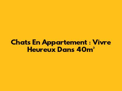 Chats En Appartement : Vivre Heureux Dans 40m²