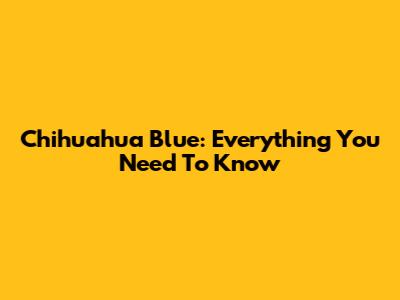 Chihuahua Blue: Everything You Need To Know