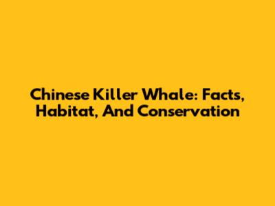 Chinese Killer Whale: Facts, Habitat, And Conservation