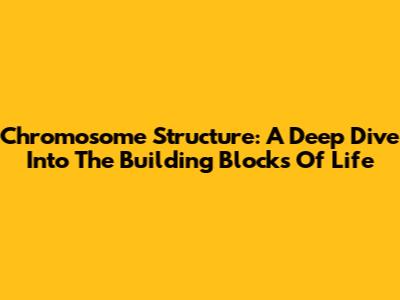 Chromosome Structure: A Deep Dive Into The Building Blocks Of Life