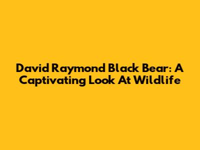 David Raymond Black Bear: A Captivating Look At Wildlife