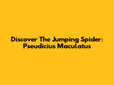 Discover The Jumping Spider: Pseudicius Maculatus