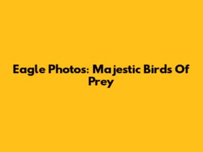 Eagle Photos: Majestic Birds Of Prey