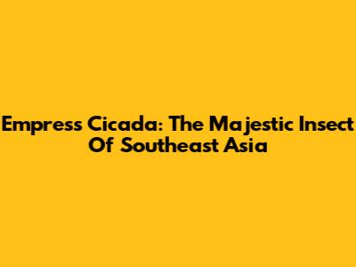 Empress Cicada: The Majestic Insect Of Southeast Asia