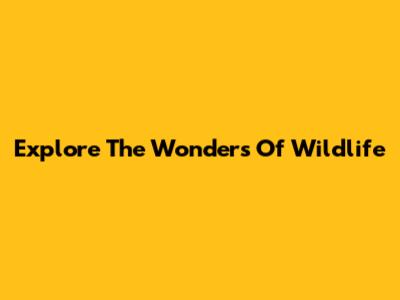 Explore The Wonders Of Wildlife