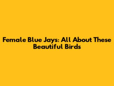 Female Blue Jays: All About These Beautiful Birds