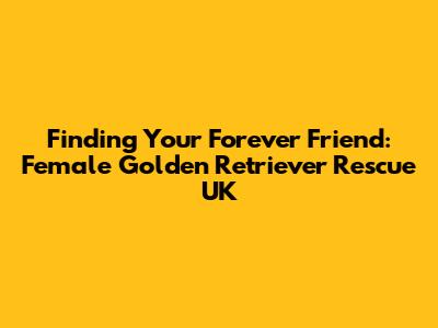 Finding Your Forever Friend: Female Golden Retriever Rescue UK