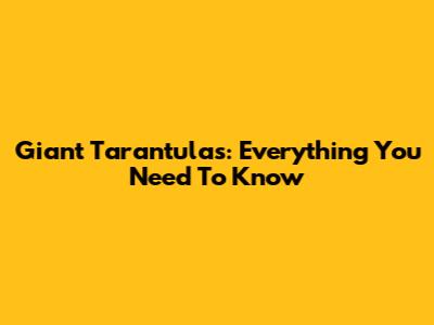 Giant Tarantulas: Everything You Need To Know