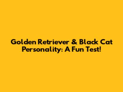 Golden Retriever & Black Cat Personality: A Fun Test!