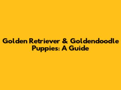 Golden Retriever & Goldendoodle Puppies: A Guide