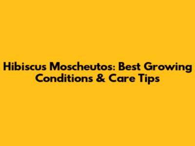 Hibiscus Moscheutos: Best Growing Conditions & Care Tips