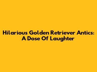 Hilarious Golden Retriever Antics: A Dose Of Laughter