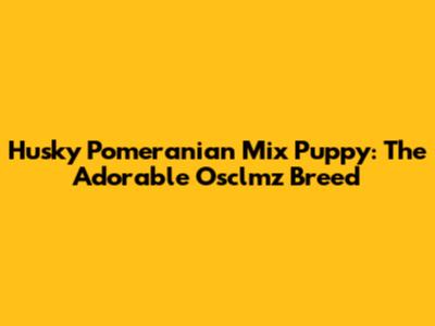 Husky Pomeranian Mix Puppy: The Adorable Osclmz Breed