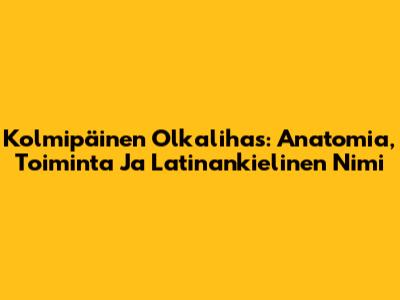 Kolmipäinen Olkalihas: Anatomia, Toiminta Ja Latinankielinen Nimi