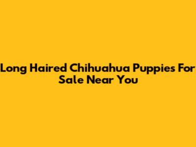 Long Haired Chihuahua Puppies For Sale Near You