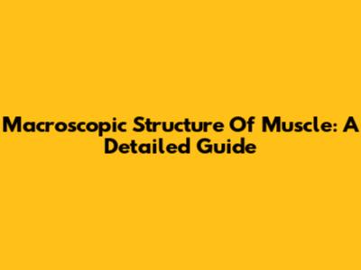 Macroscopic Structure Of Muscle: A Detailed Guide