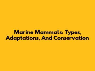 Marine Mammals: Types, Adaptations, And Conservation