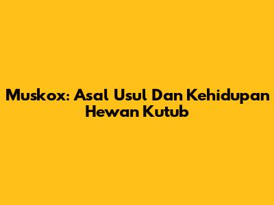 Muskox: Asal Usul Dan Kehidupan Hewan Kutub