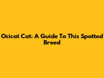 Ocicat Cat: A Guide To This Spotted Breed