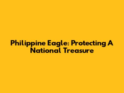 Philippine Eagle: Protecting A National Treasure