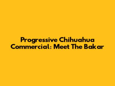 Progressive Chihuahua Commercial: Meet The "Bakar"