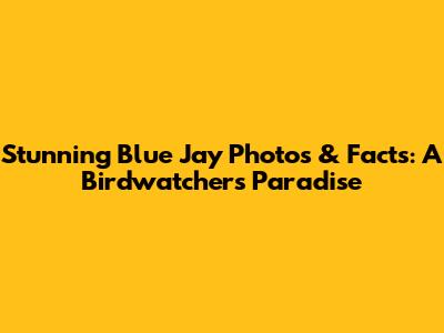 Stunning Blue Jay Photos & Facts: A Birdwatcher's Paradise