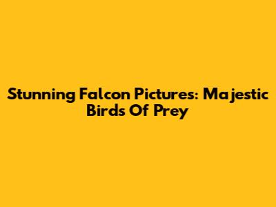 Stunning Falcon Pictures: Majestic Birds Of Prey