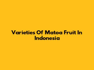 Varieties Of Matoa Fruit In Indonesia